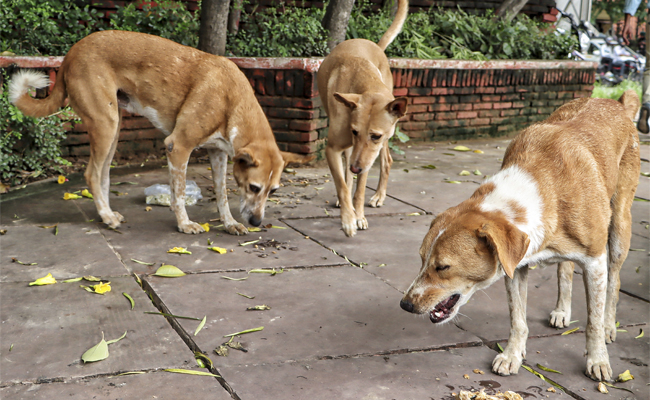 67 dog bite cases reported in one day from Kalyan and Dombivli towns in Thane